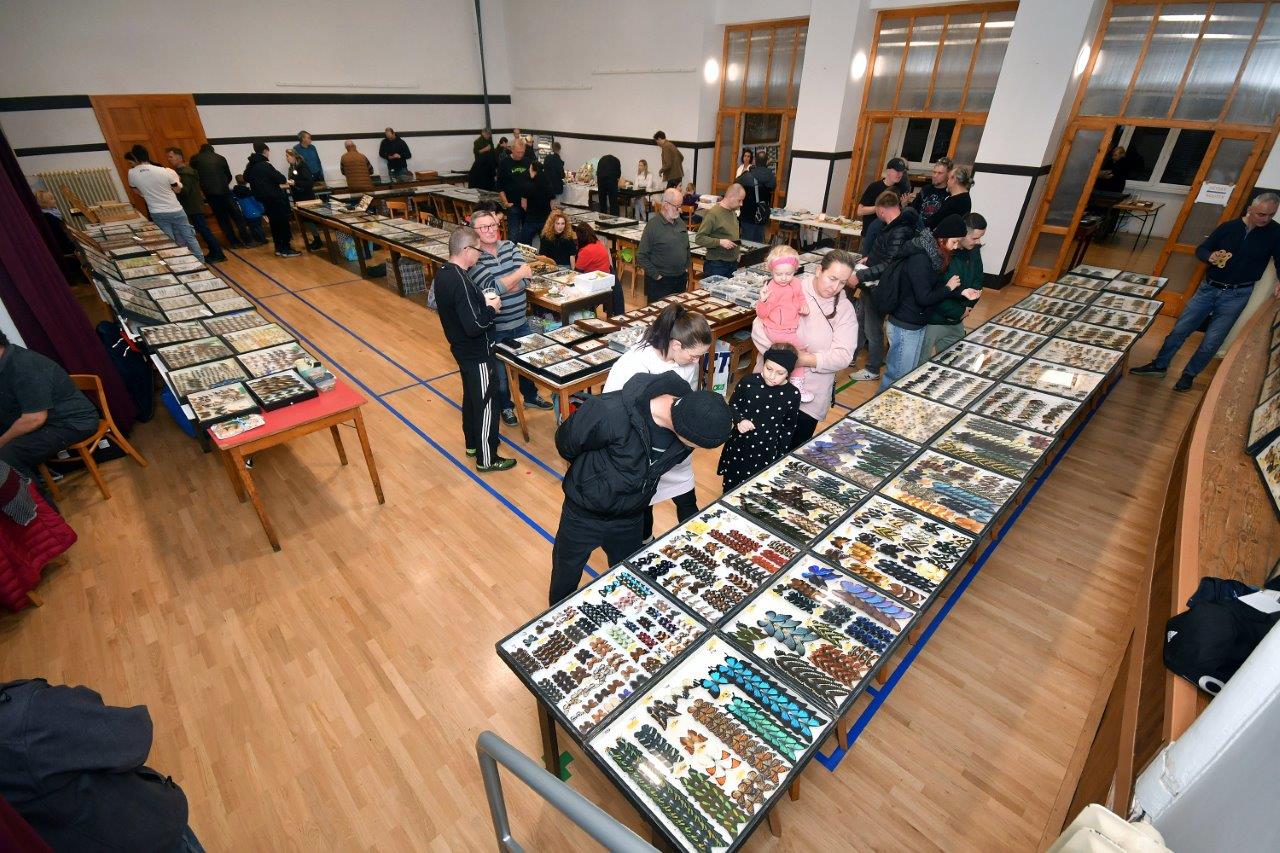 2025 12 14 motýli hmyz výstava 01