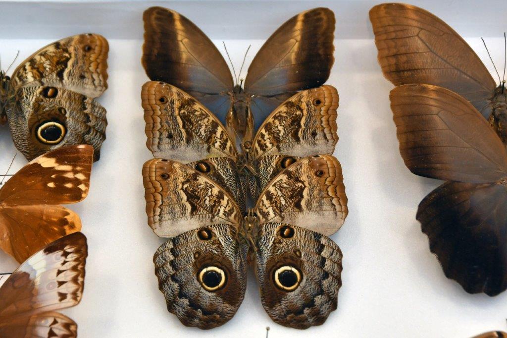 2025 12 14 motýli hmyz výstava 17