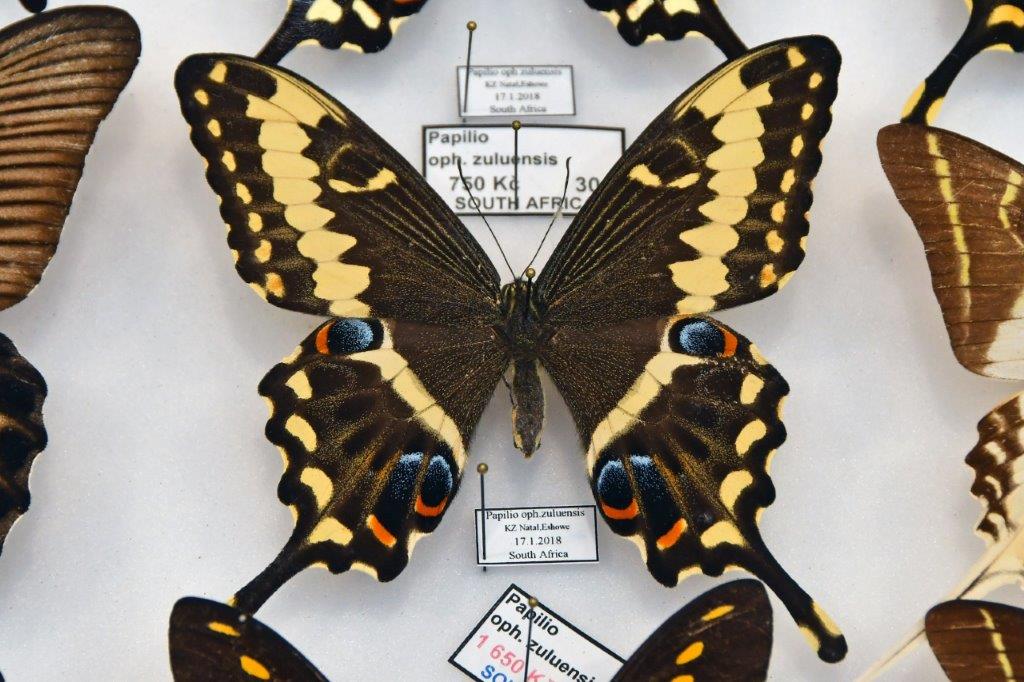 2025 12 14 motýli hmyz výstava 19