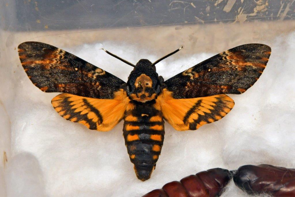 2025 12 14 motýli hmyz výstava 20