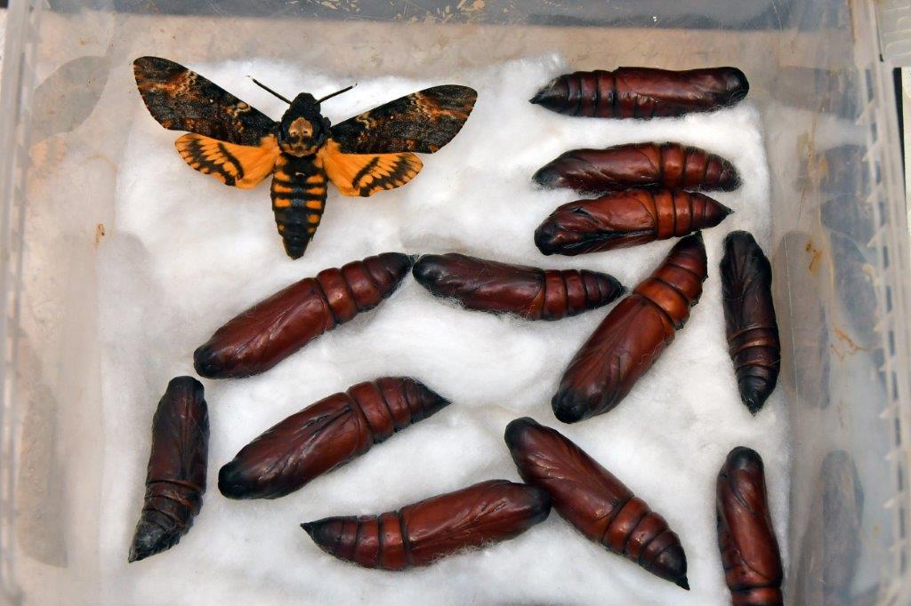 2025 12 14 motýli hmyz výstava 21