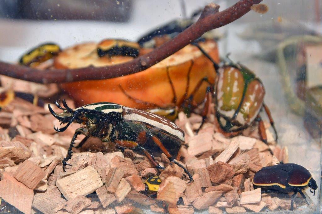 2025 12 14 motýli hmyz výstava 22