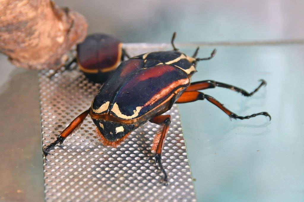 2025 12 14 motýli hmyz výstava 23